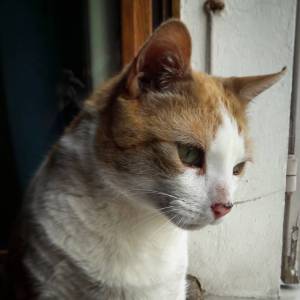 Doudou  - Galerie photos de chats par Ô p'tits félins Annecy