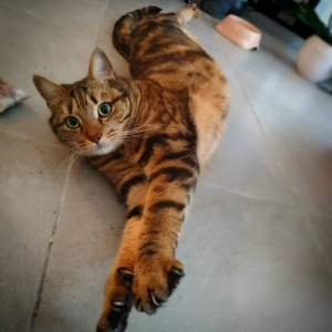 Milo - Galerie photos de chats par Ô p'tits félins Annecy