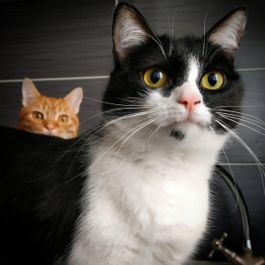 Nina_Mignon - Galerie photos de chats par Ô p'tits félins Annecy