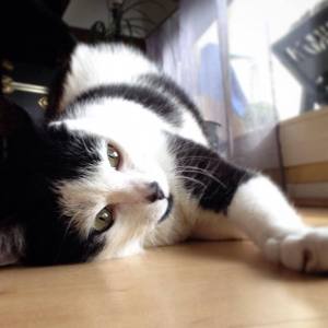 Reglisse - Galerie photos de chats par Ô p'tits félins Annecy