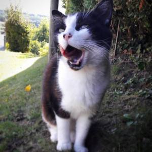 Tiwi 1 - Galerie photos de chats par Ô p'tits félins Annecy